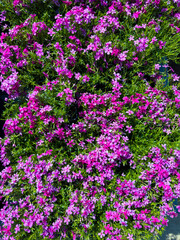 Fototapeta premium Blooming pink flowers cover a garden space in full sunlight during a warm spring day