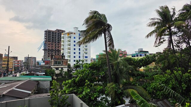 palm trees in the city ,  strom are coming 