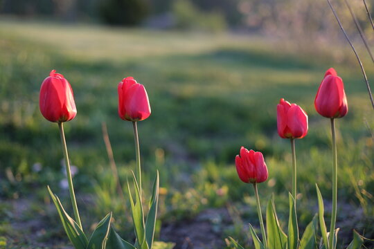 Spring blossoming red tulips in garden, springtime, floral card, selective focus