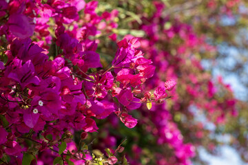 Gros plan sur le feuillage et les fleurs d'un bougainvillier © PPJ