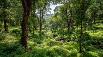 Obraz premium Lush Green Forest Path Bathed in Sunlight