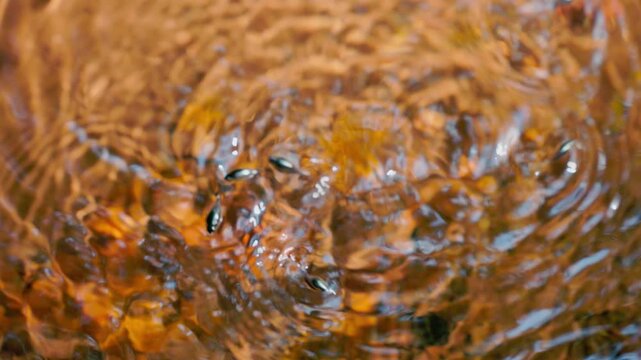 Pinwheel beetles moving on the water surface creating circular ripples, reactive aquatic insects hunting and interacting in natural freshwater environment in slow motion, macro wildlife behavior 