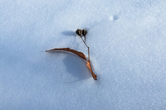 Seeds on a small dry branch lying in the snow