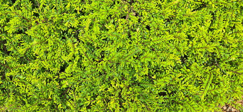 Phyllanthus myrtifolius has small, alternate, single-plane leaves that resemble compound leaves, glossy. Low-growing shrub with dense branches. Leaf base is shallow, heart-shaped, rounded, stipules 
