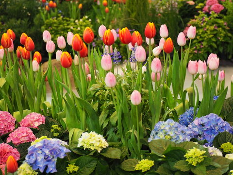 Winter flowers bloomed around the tulips. Tulipa hybrids (cup-shaped in orange with yellow edges), Blue Salvia bluish-purple flowers, hydrangeas (forms rounded clusters in both pink, greenish-yellow)
