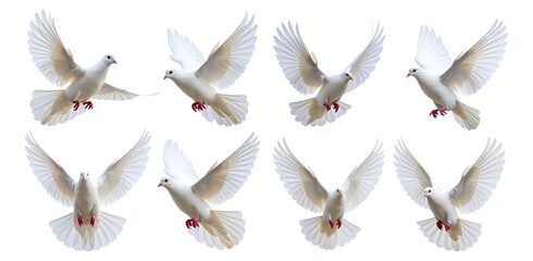 white dove on white background © Abhishek