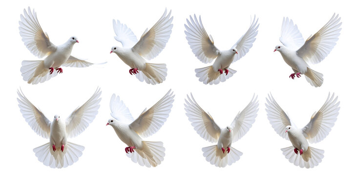 white dove on white background