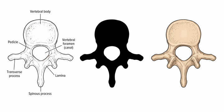 Detailed anatomical illustration of a human spine vertebra from different angles and colors