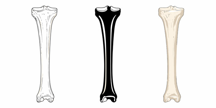 Three bones are shown in a row, each with a different color, on a white background, image-012.ai reference