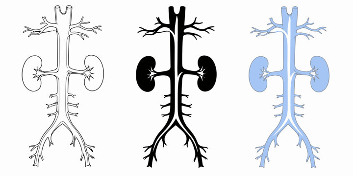 The human urinary system consists of kidneys ureters bladder and urethra illustrated