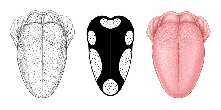 Detailed illustrations of three tongues in different artistic styles are presented