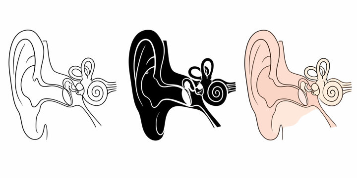 Three illustrations of human ears with detailed inner structures are shown