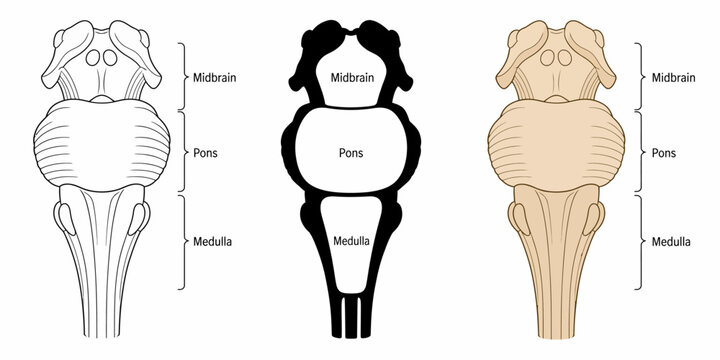 Anatomical illustrations of a knee joint in three different styles, showing the femur, tibia, and fibula bones with labeled parts including the condyle, epicondyle, and metaphysis.