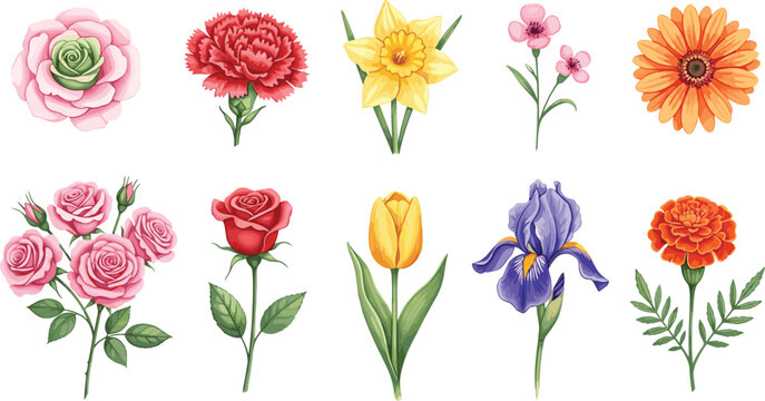 Realistic flower collection set featuring rose, tulip, iris, daffodil, carnation and gerbera in detailed botanical vector illustration