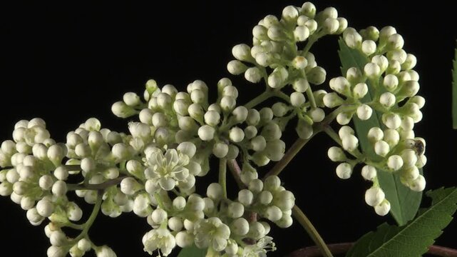 sorbo degli uccellatori, rowan tree, sorbo degli uccellatori