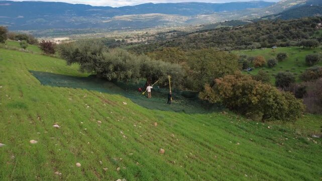 Aerial high angle shot of olive harvest workers and nets on slope