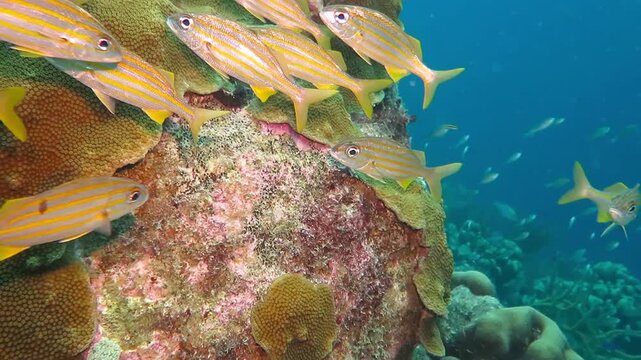 School of yellow tropical fish (Bigeye snapper), swimming on the coral reef. Scuba diving with the wild marine life. Underwater video, scuba diving with fish. Corals and wildlife, travel footage