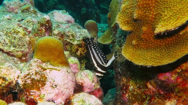 Swimming tropical fish (Spotted drum - Equetus punctatus) and healthy coral reef. Underwater video from scuba diving on the coral reef. Marine footage, fish behaviour. Exploring the reefs.