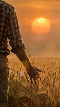 Expansive golden wheat field at beautiful sunset. Plaid shirt male, hand gently caresses ripe grain, finding profound peace, deep connection to nature, bountiful harvest, hope, and abundance