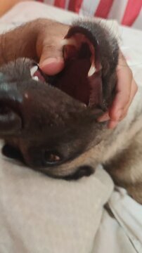Close-Up of Black Dog Teeth and Healthy Gums &ndash; Canine Dental Care Concept