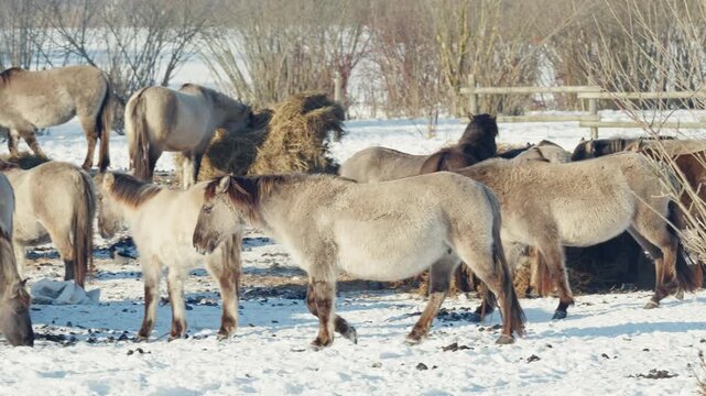 Herd of Wild Konik Horses Running and Feeding on Hay in a Snowy Winter Paddock