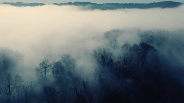 Fog rolling over a dark forest on a misty morning