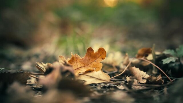 Brown oak leaf lying on autumn forest floor