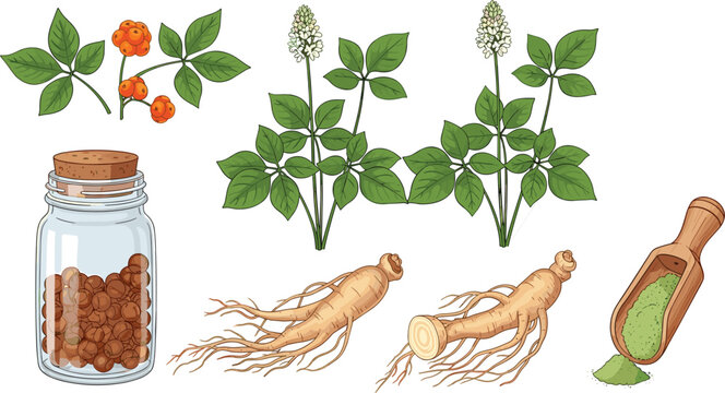 Ginseng Root, Herb, and Powder in Glass Jar with Fresh Ginseng Plants and Berries for Herbal Medicine and Wellness