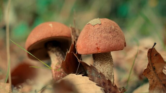 Wild orange mushrooms growing among autumn leaves