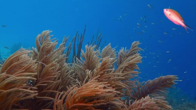 Underwater coral reef in the deep blue water. Colorful set of soft corals, blue ocean and swimming tropical fish. Corals moving with the sea and underwater wildlife. Scuba diving with fish.