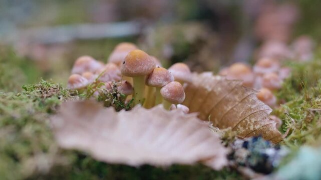 Wild mushrooms growing on a mossy forest floor