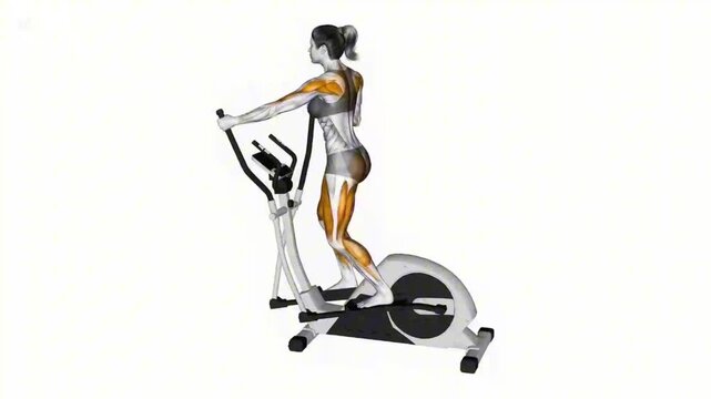 Elliptical Trainer Muscle Activation Animation Cardio Workout Machine Exercise Fitness Concept Loop 
