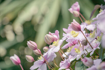 Fototapeta premium Delicate pink Clematis montana flowers in full bloom, covering a dense vine against a backdrop of green foliage. A close-up of the graceful petals