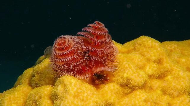 Red christmas tree worm on the yellow tropical coral reef. Black sea water background. Detail of underwater creature captured during scuba diving at night. Travel video, reef exploration.