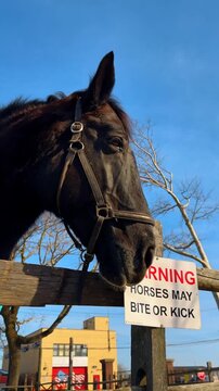 Black Horse Beside Warning Sign at Fence. Black horse wearing halter stands behind wood fence beside warning sign under blue sky.