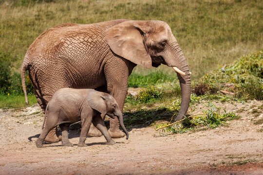 Ein Afrikanischer Elefant (Loxodonta africana) Muttertier geht mit seinem Elefantenbaby zum Fressen