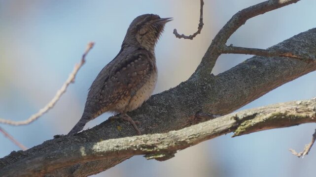 Eurasian Wryneck (Jynx torquilla). Singing bird perched on a branch. Sound inside the video.