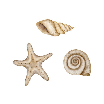 Underwater set of shells, starfish, pearl. Watercolor illustration, hand drawn nautical style, isolated for cards, posters, packaging, labels, invitations, congratulations