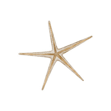 Underwater set of shells, starfish, pearl. Watercolor illustration, hand drawn nautical style, isolated for cards, posters, packaging, labels, invitations, congratulations