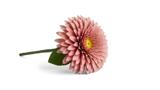 Pink Gerbera Daisy Flower with Green Leaf and Stem