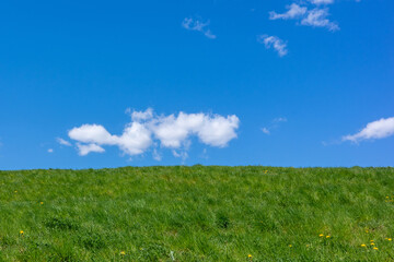 Fototapeta premium A picture of a rolling green grassy hill under a bright blue sky with scattered fluffy white cumulus clouds, creating a classic idyllic landscape scene.