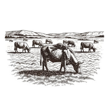 Horses grazing in a field.