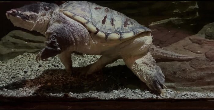 Alligator Snapping Turtle Walking Slowly Across Aquarium Floor in Dim Light