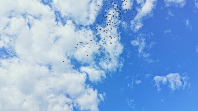 White storks gather together, soaring through the blue sky during the day. Their wings spread as they fly among the bright clouds in the open air.