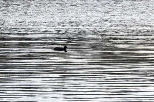 A Coot on the Chipstead Lake near Sevenoaks in Kent, England on a cold spring day.