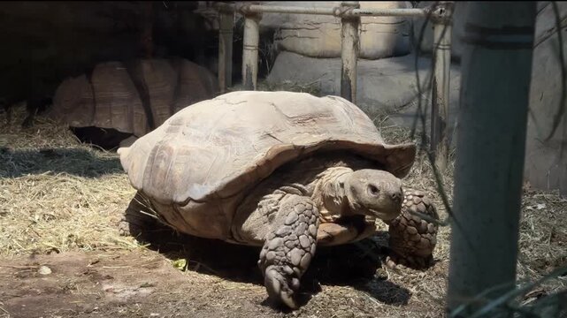 Large desert tortoise slowly walking and grazing in sunny arid enclosure