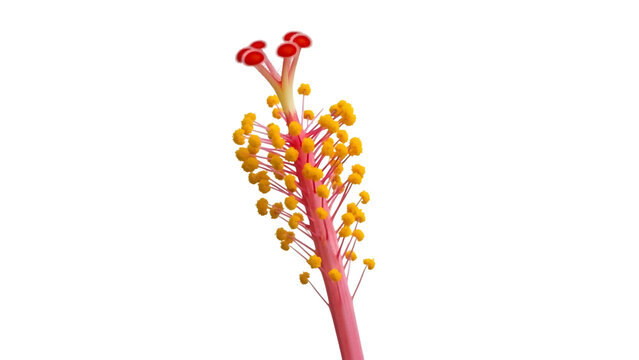 Close up of Hibiscus Flower Stamen and Pistil on Black Background image