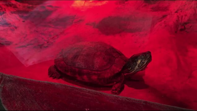 Red Eared Slider Turtle Moving Head in Red Water Close Up Dramatic Lighting