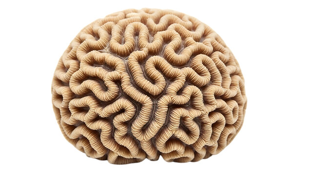 Close-up of Brain Coral Texture on Black Background image whisk