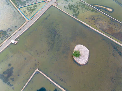 Aerial view of flooded shrimp farms with a small tree on a tiny island and narrow embankments in Gabura Union, Khulna Division, Bangladesh.